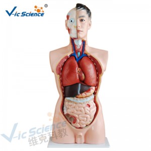 Morceau masculin de modèle 19 de corps humain modèle 85CM de corps humain d'anatomie