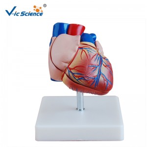 Modèle en plastique nouveau modèle de modèle de coeur grandeur nature modèle d'anatomie pour l'enseignement Midical